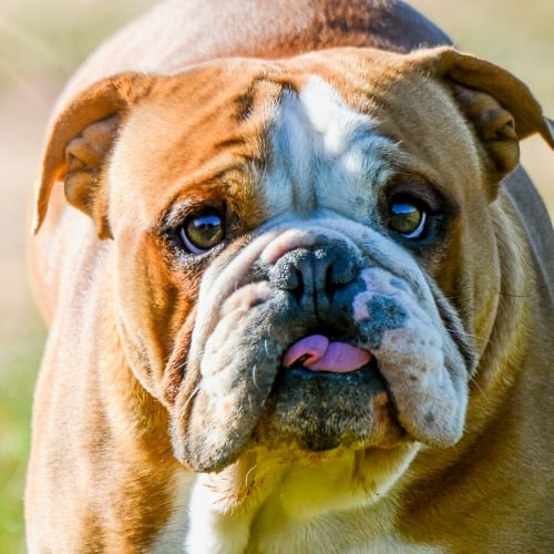 Are English Bulldogs Considered Aggressive
