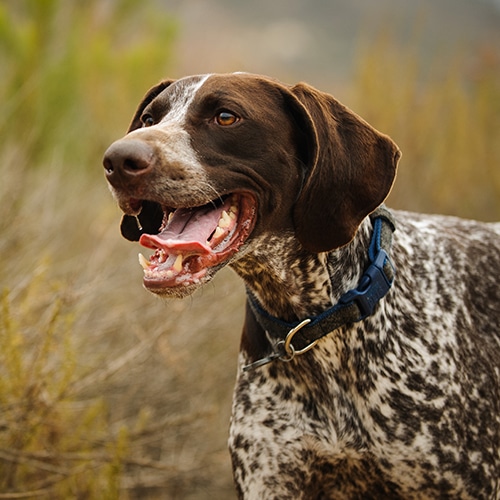 German Shorthaired Pointer Dog