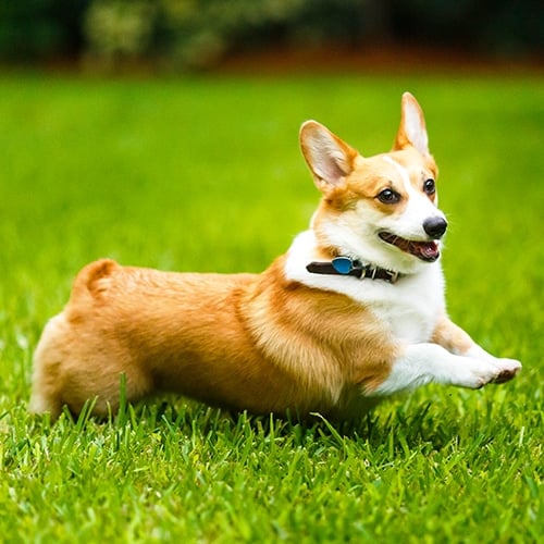 Pembroke Welsh Corgi running in grass