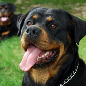 Rottweiler