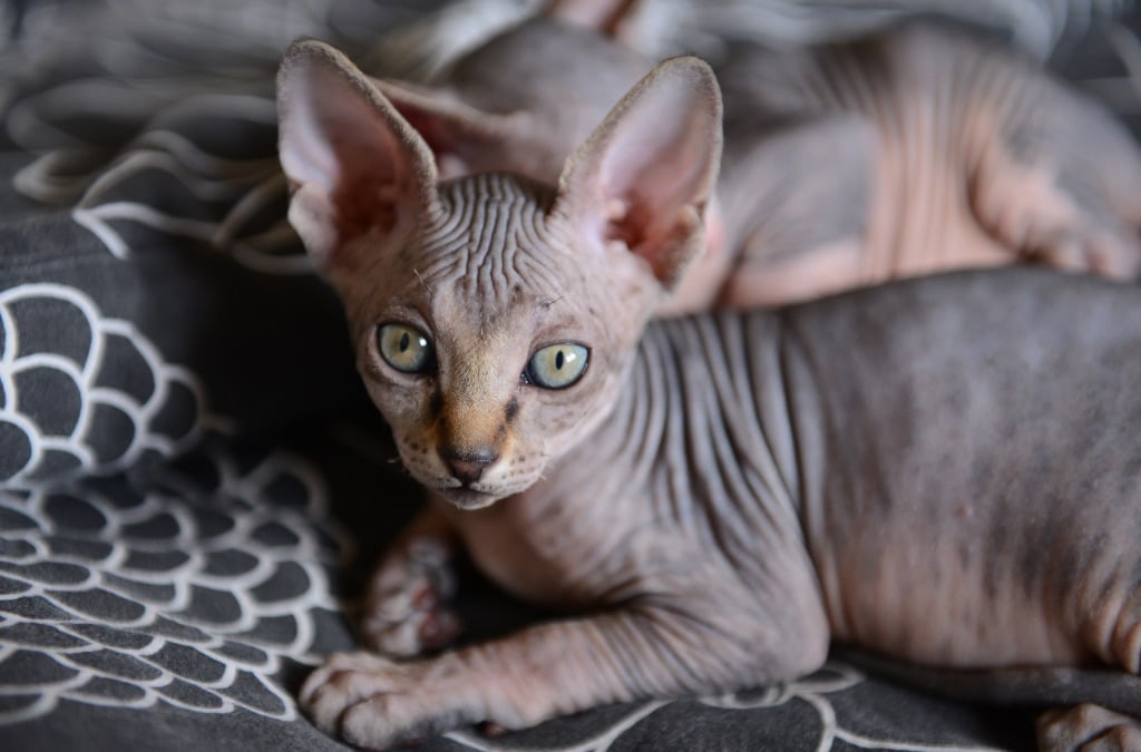 Picture of a sphynx cat breed