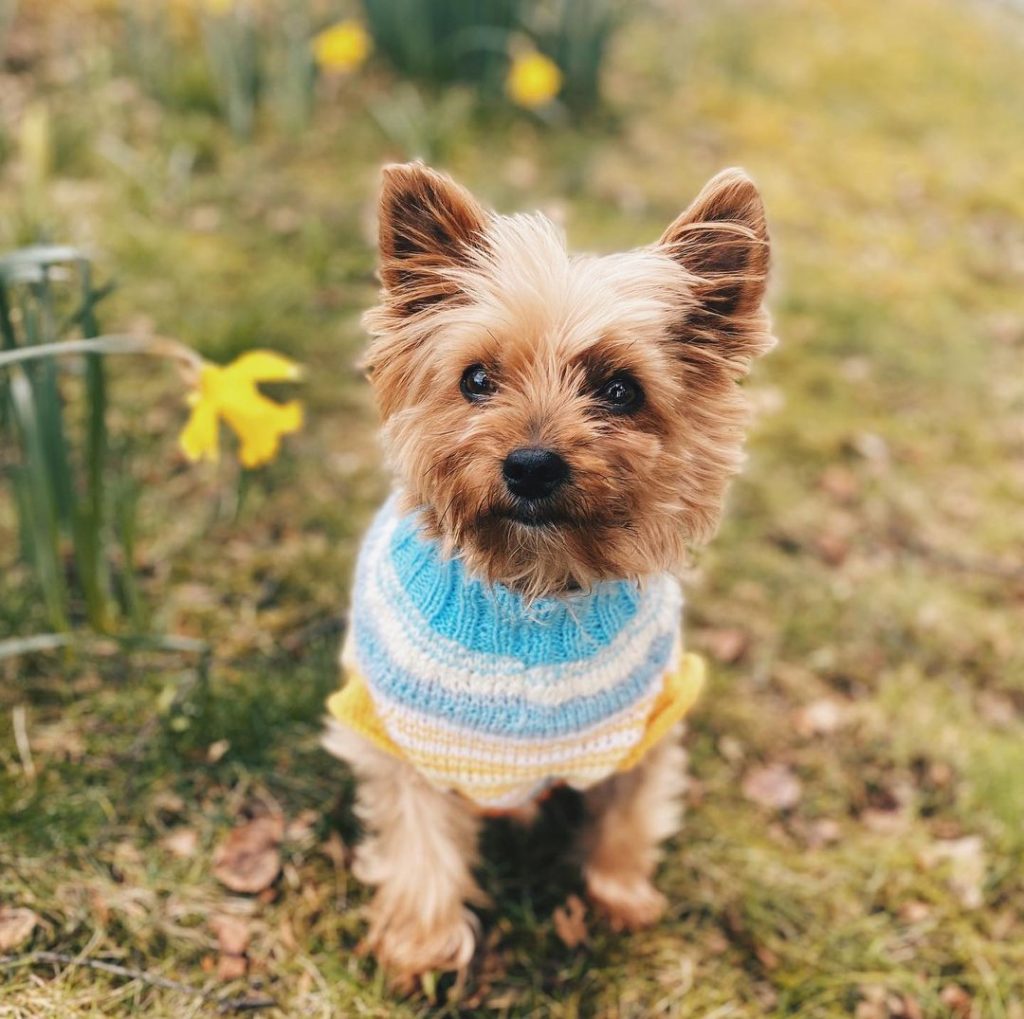 A Yorkshire Terrier in a colorful sweater