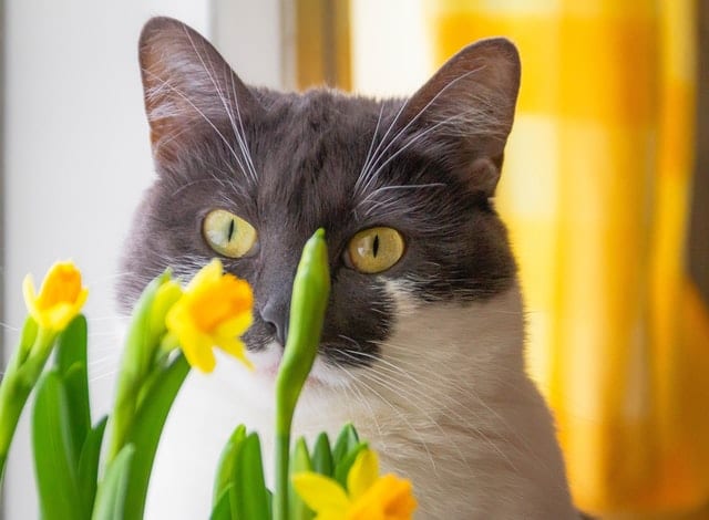 Is Daffodil Or Narcissus Toxic to Cats? 