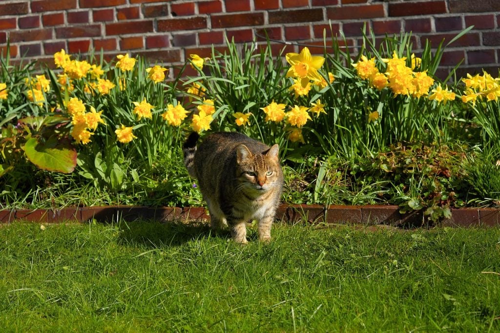 Are Daffodils Poisonous to Cats? The Dog People by