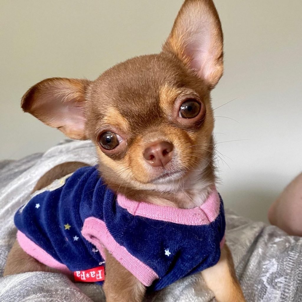 A chihuahua in a sweater