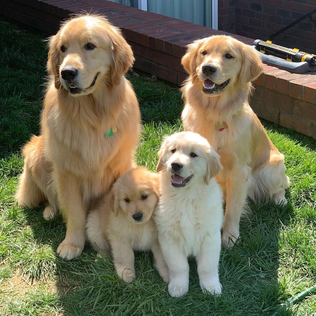 Hunderasse Golden Retriever