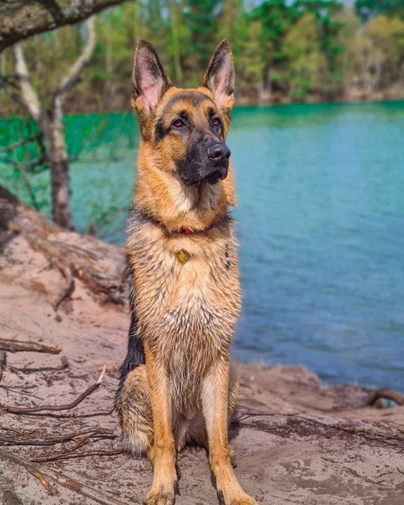 German Shepherd Dog Breed Facts & Information | Rover.com
