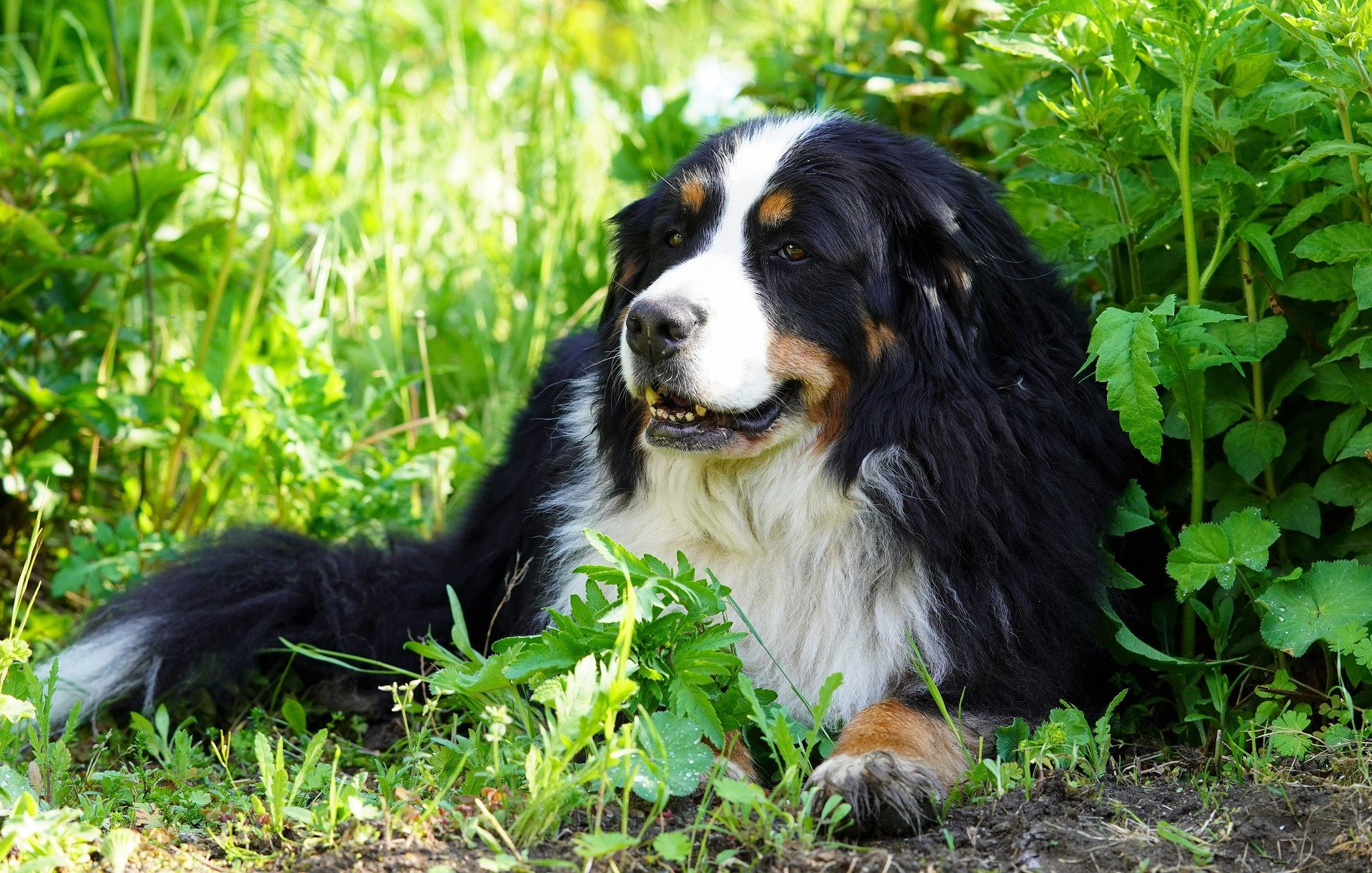 Bernese Mountain Dog Breed Facts & Information