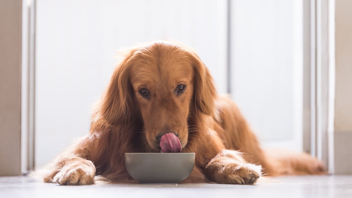 dog licking bowl