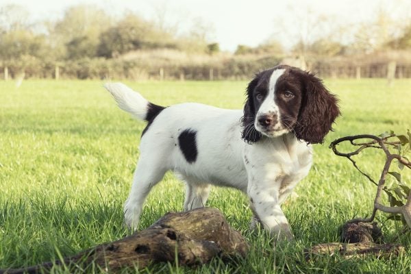 English Springer Spaniel in grass