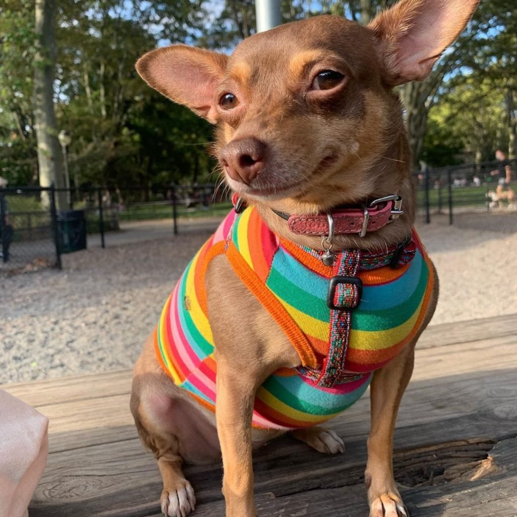 A cute chihuahua with big ears in a rainbow sweater, smiling.