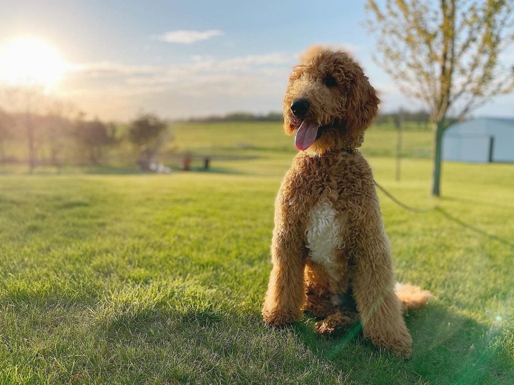 A Goldendoodle hanging out in a grassy lawn