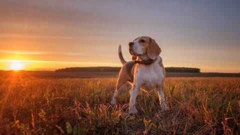 young beagle in a field greeting the day at sunrise