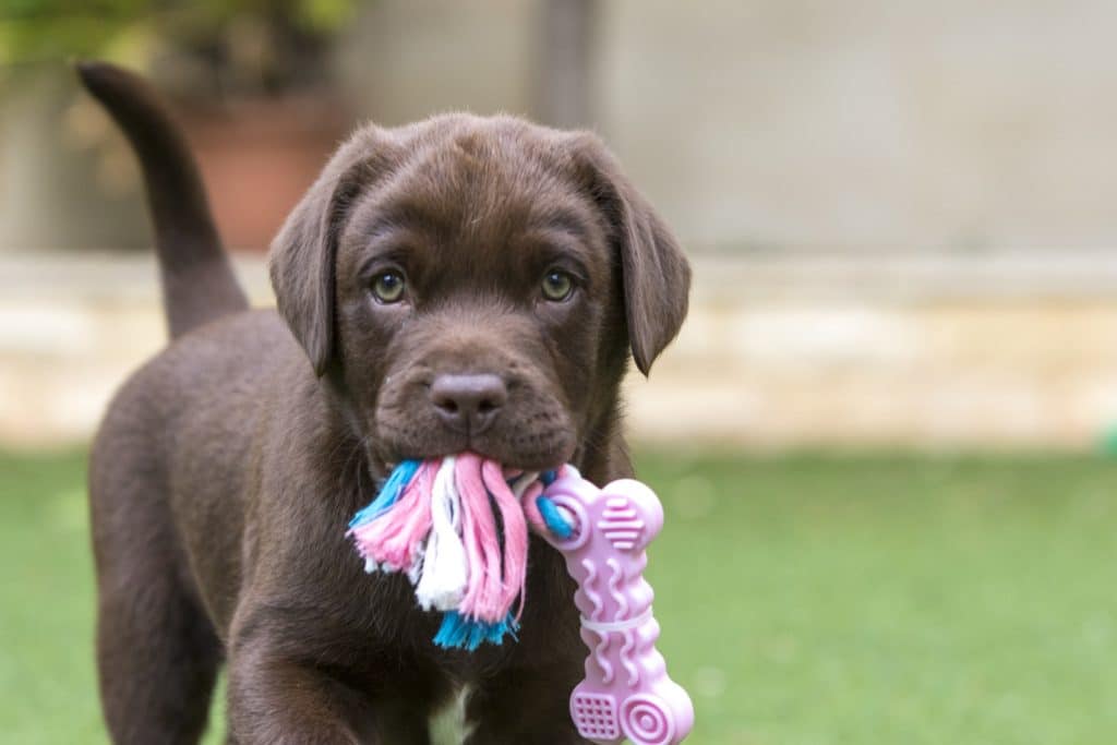 chocolate brown Labrador retriever puppy with a pink plastic bone
