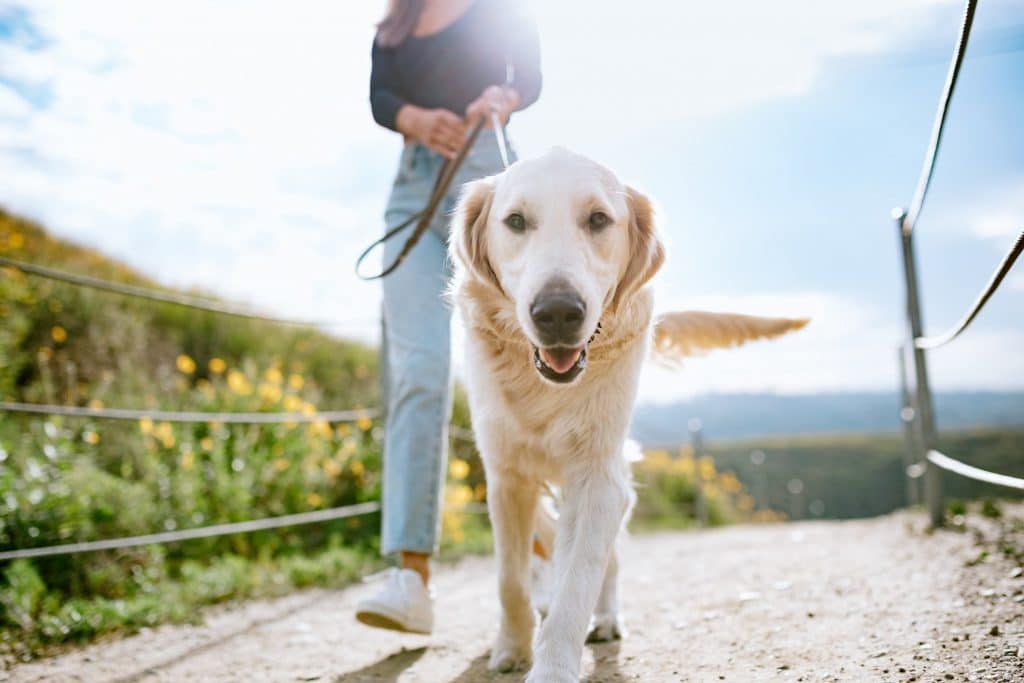 golden retriever on a walk in a california park