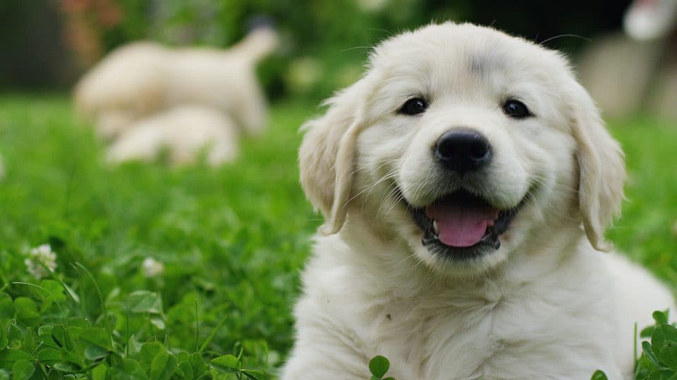 cute golden retriever puppy in the grass