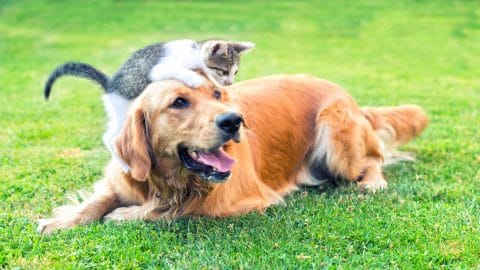grey and white kitten climbing on a golden retriever on the family lawn