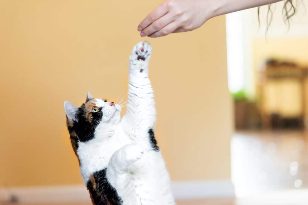 Calico cat standing up on hind legs, begging for a treat from an outstretched hand