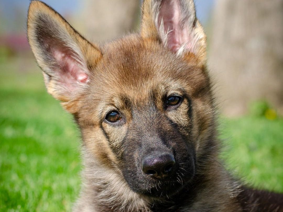 A German Shepherd puppy
