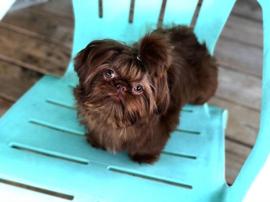 A brown, fluffy Shih Tzu with her hair tied up