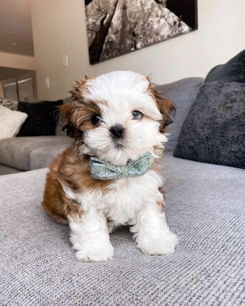 The cutest, fluffy puppy in a bow tie.