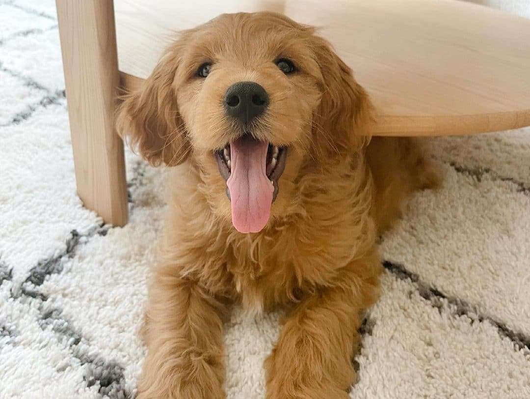 Un adorable cachorro Goldendoodle