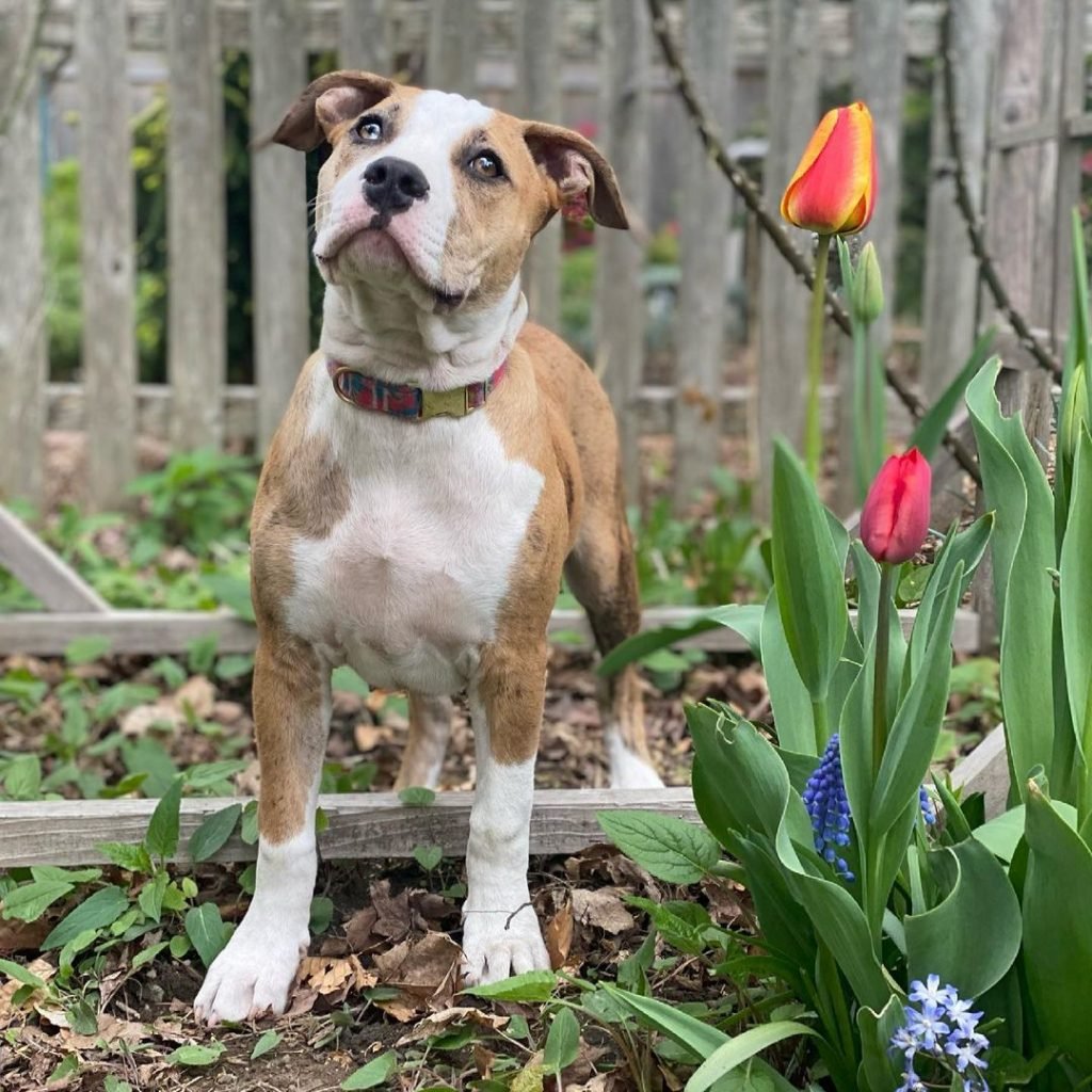 A pit bull in a garden with tulips