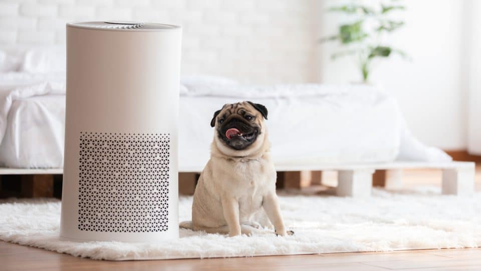 Best Pet Air Purifiers | Top 10 Pet Air Purifiers for Your Home