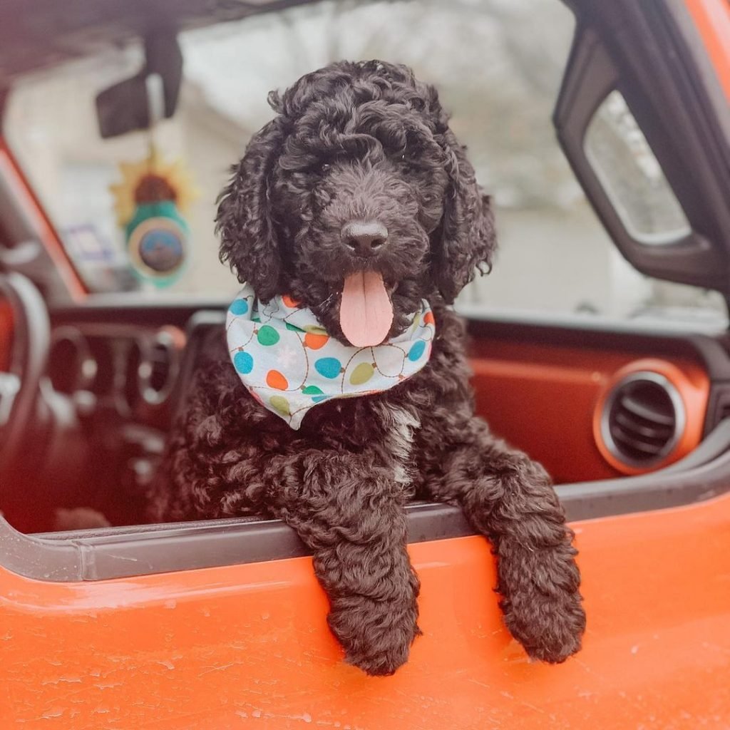 A fluffy Poodle hanging out of a car window