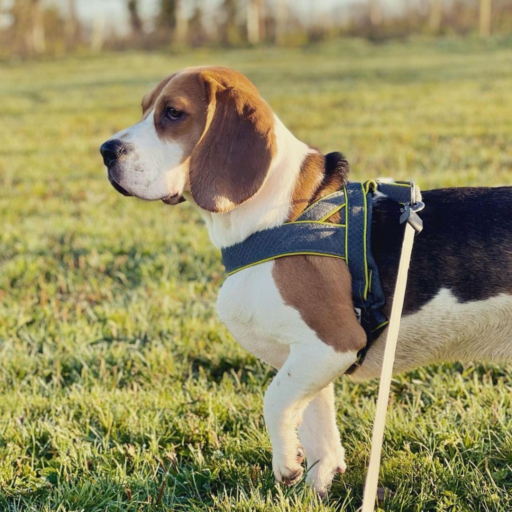 An adult beagle in a harness, on a leash