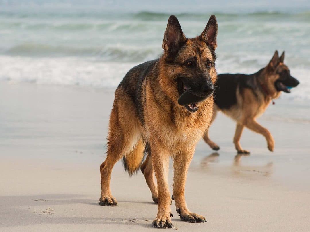 Two German shepherd dogs playing on the beach.