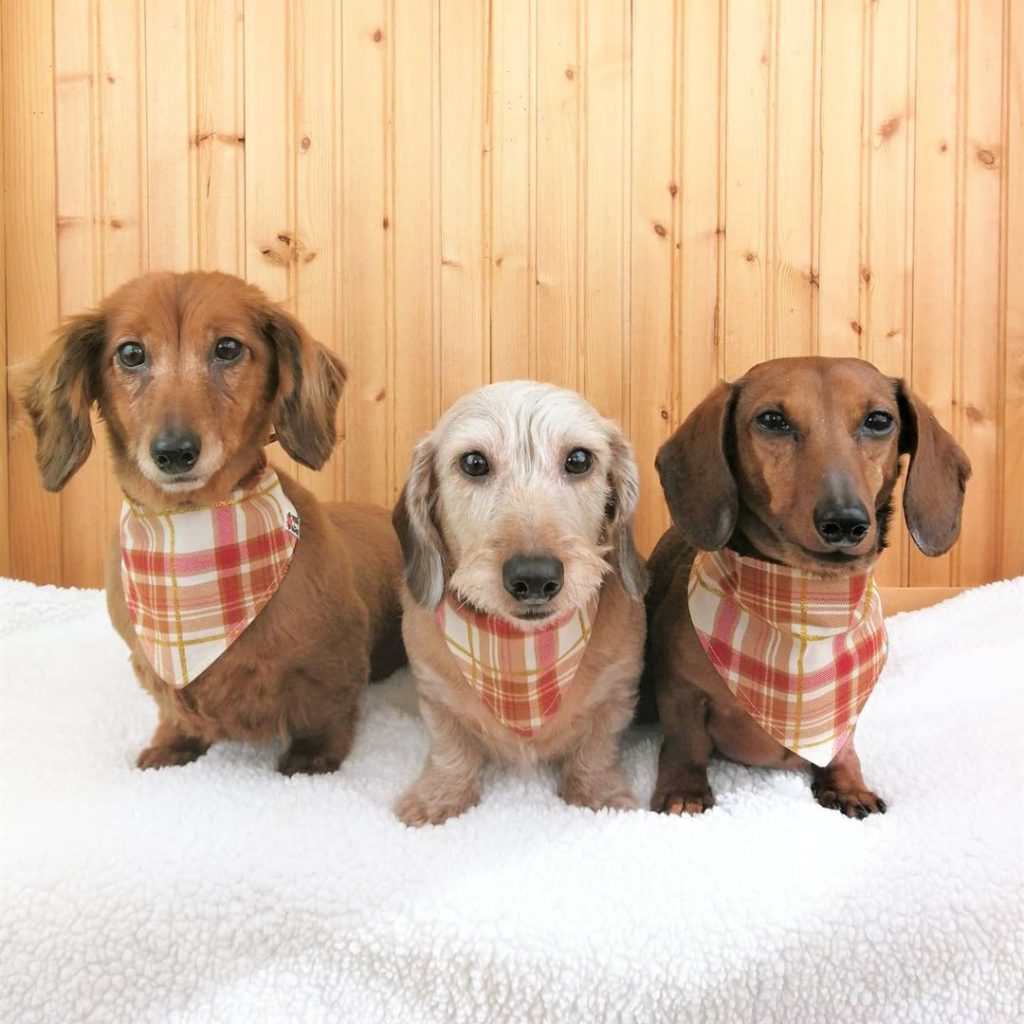 three dachshunds