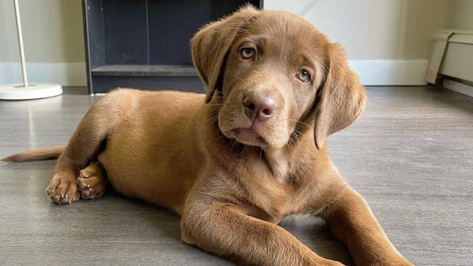 How Long Does Labrador Period Last