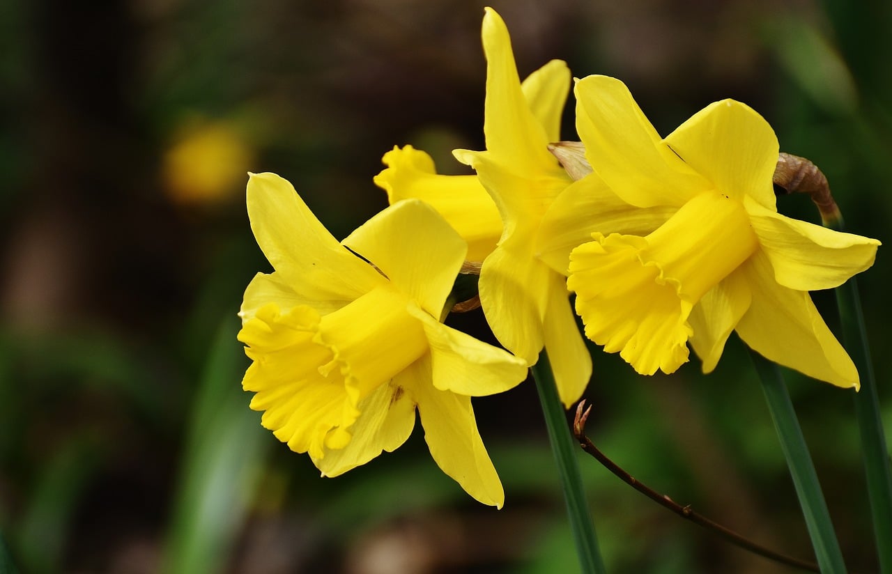 Are Daffodils Poisonous to Cats? The Dog People by