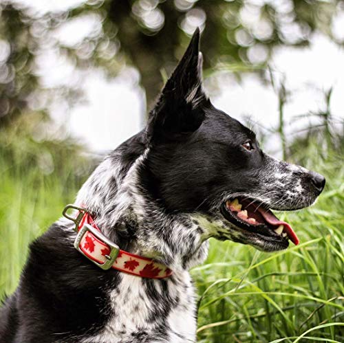 dog collars pet barn