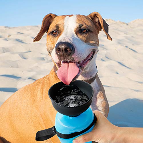 dog on beach hike about to lick from a travel water bottle