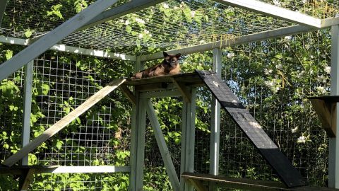 cat in catio outside