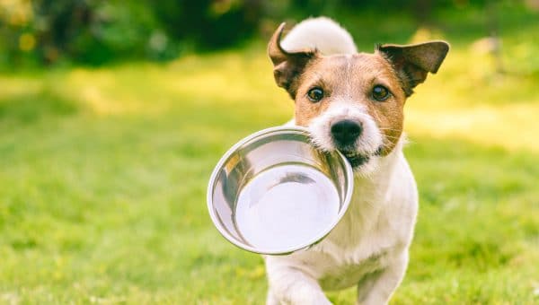 energetic terrier carrying an empty steel bowl