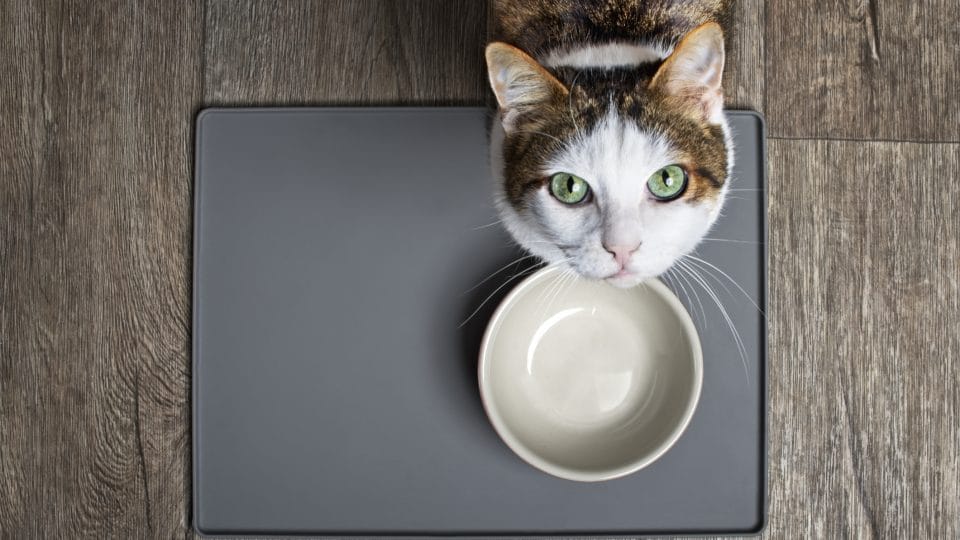 Hungry cat sitting in front of empty dish