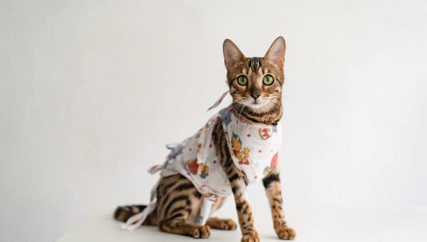 Bengal cat in a medical bandage
