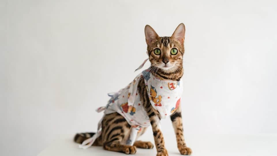 Bengal cat in a medical bandage