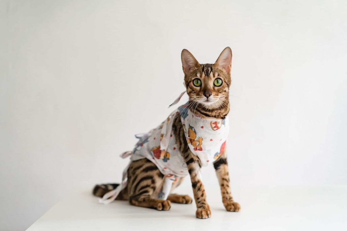 Anti-Licking Snugly Bodysuit for Dog & Cat Cat Recovery Onesie Male & Female Cats Abdominal Wounds Bandages Cone E-Collar Alternative After Surgery CJAUDSAE Cats Recovery Suit 