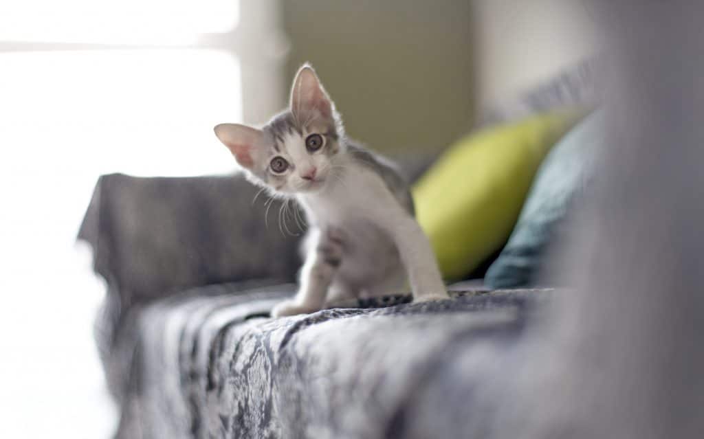 Kitten sitting on sofa
