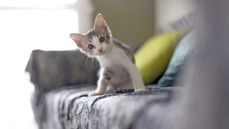 Kitten sitting on sofa
