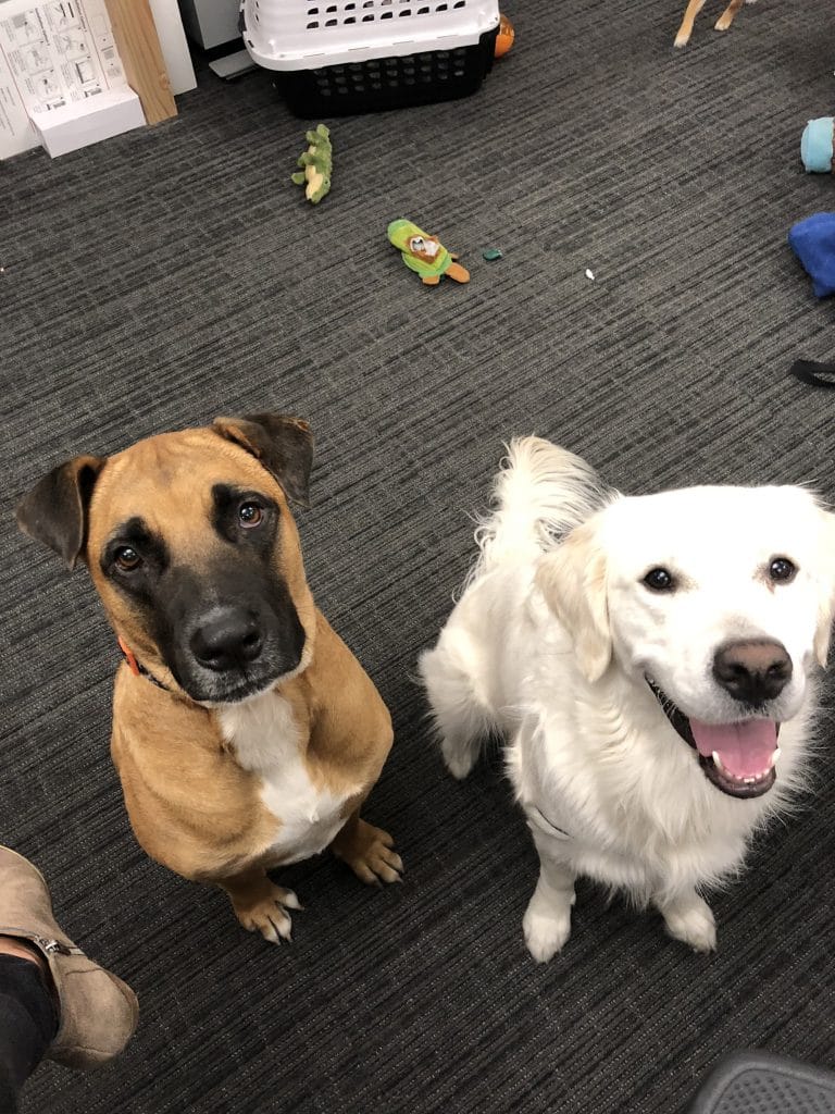 Best DogFriendly Companies in Seattle The Dog People by