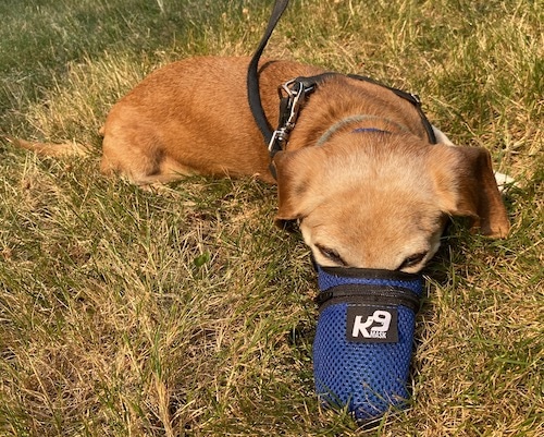 Dachshund lays in the grass wearing K9 mask
