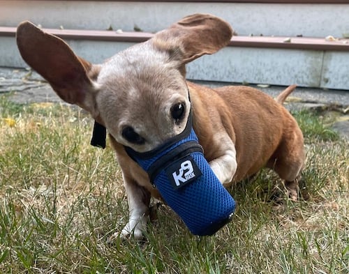 Dachshund paws at K9 Mask, ears flying