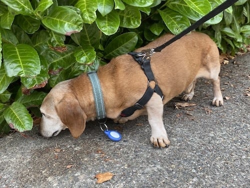 Dog sniffs while dragging AirTag on loop attachment from collar