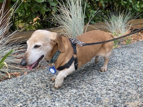 Dachshund goes for a walk with AirTag in a blue case