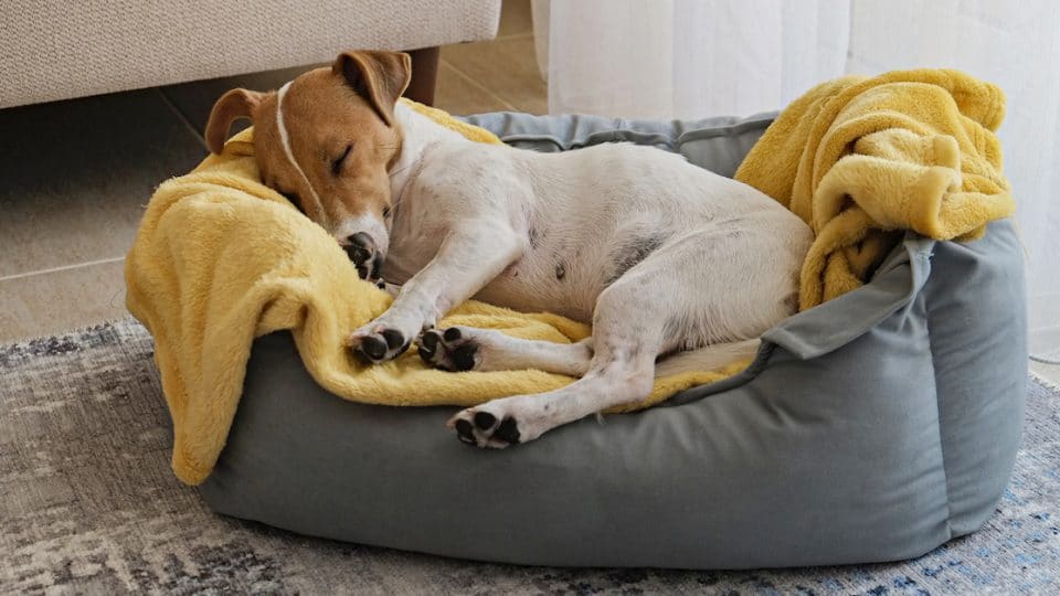 Jack Russell on gray dog bed with yellow blanket